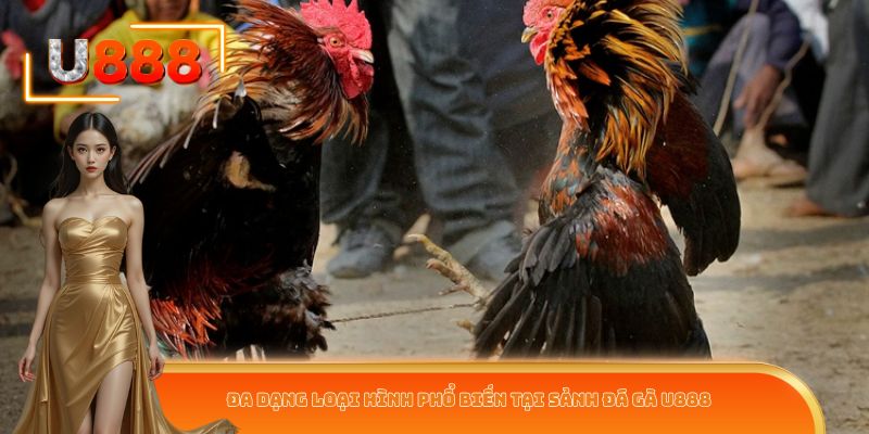 Đa dạng loại hình phổ biến tại sảnh đá gà U888