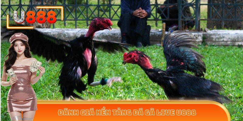 Đánh giá nền tảng đá gà live U888
