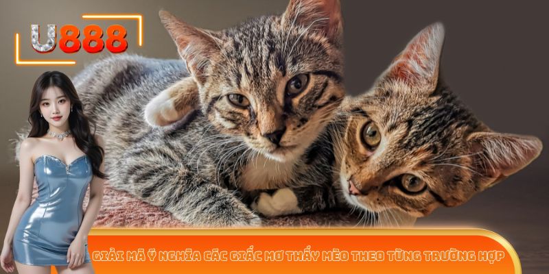 Giải mã ý nghĩa các giấc mơ thấy mèo theo từng trường hợp