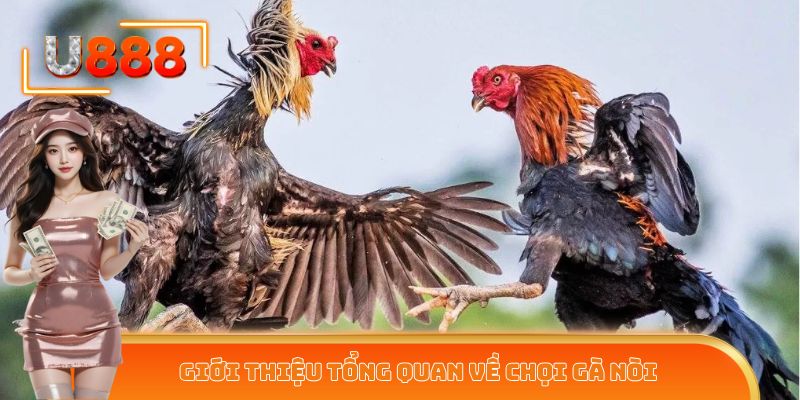 Giới thiệu tổng quan về chọi gà nòi