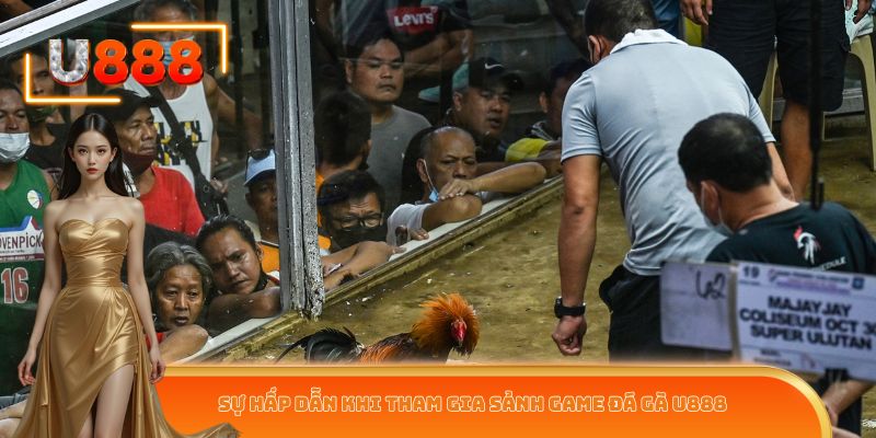 Sự hấp dẫn khi tham gia sảnh game đá gà U888