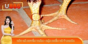 Vảy Gà Huyền Trâm