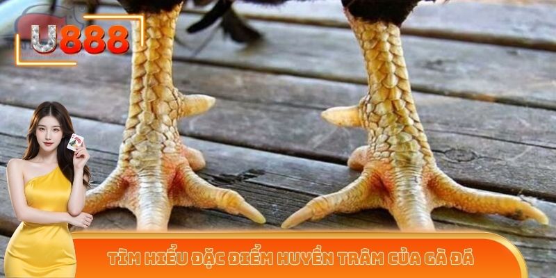 Tìm hiểu về đặc điểm huyền trâm của gà đá