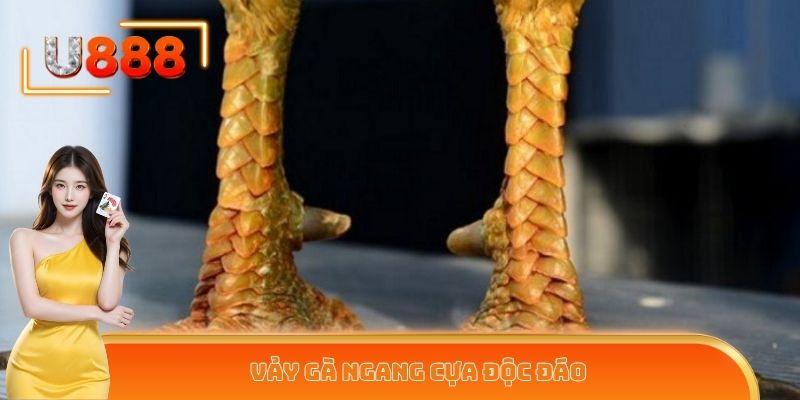 Vảy gà ngang cựa độc đáo, đẹp mắt